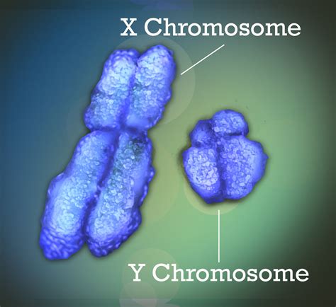 reddit two x|I just learned I have two X chromosomes : .